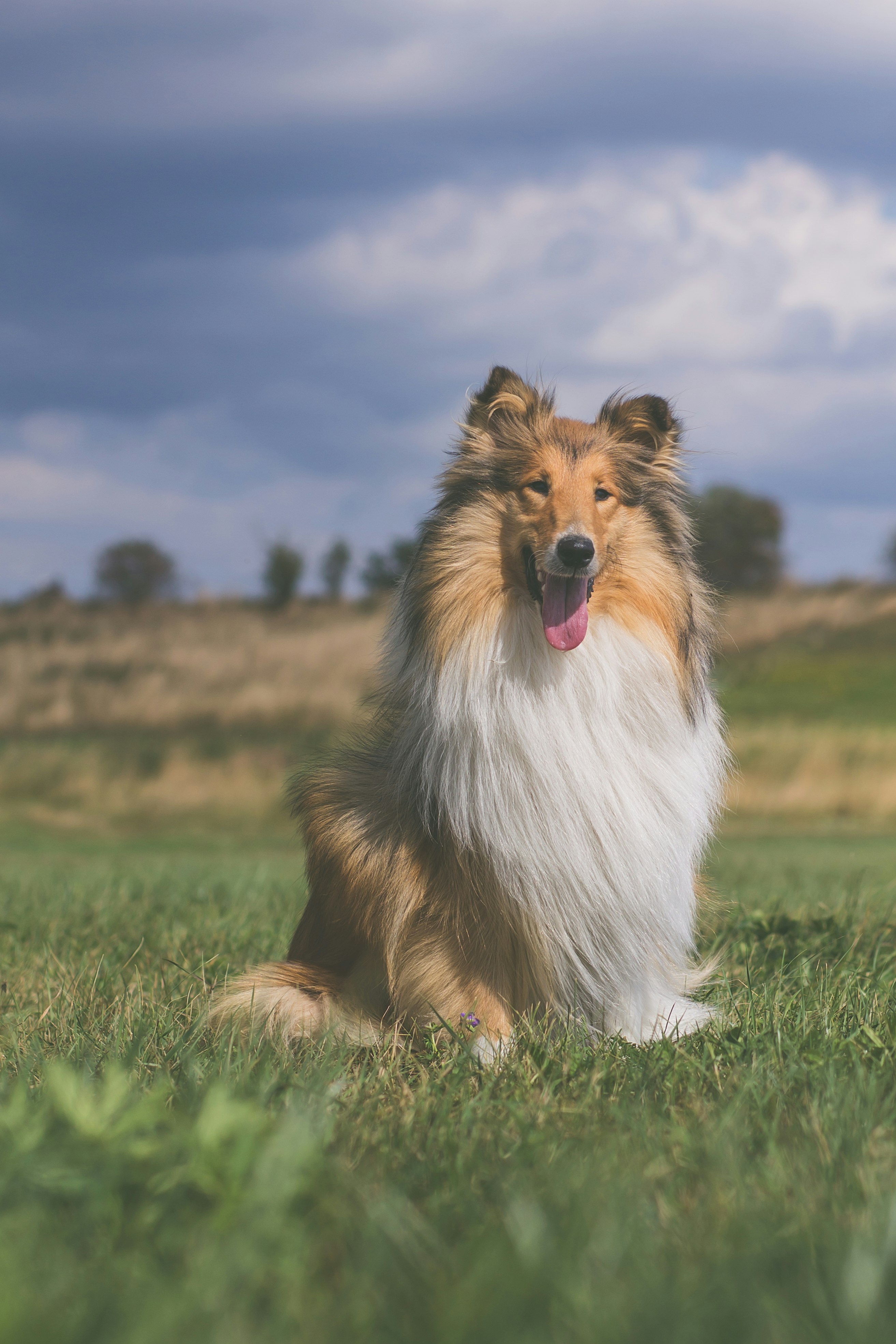 white and brown long coated dog sitting on green grass field during daytime